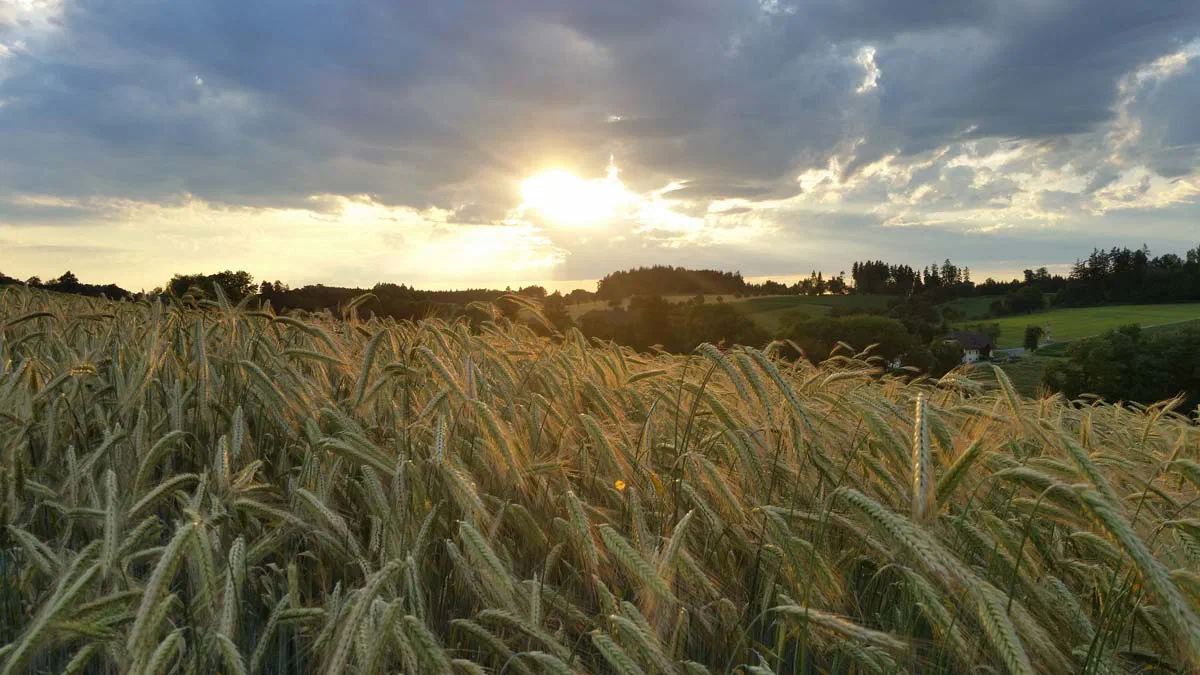 Landschaft rund um Bad Schallerbach